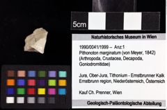 Foto (Objket + Etiketten) von Pithonoton marginatum (von Meyer, 1842) 